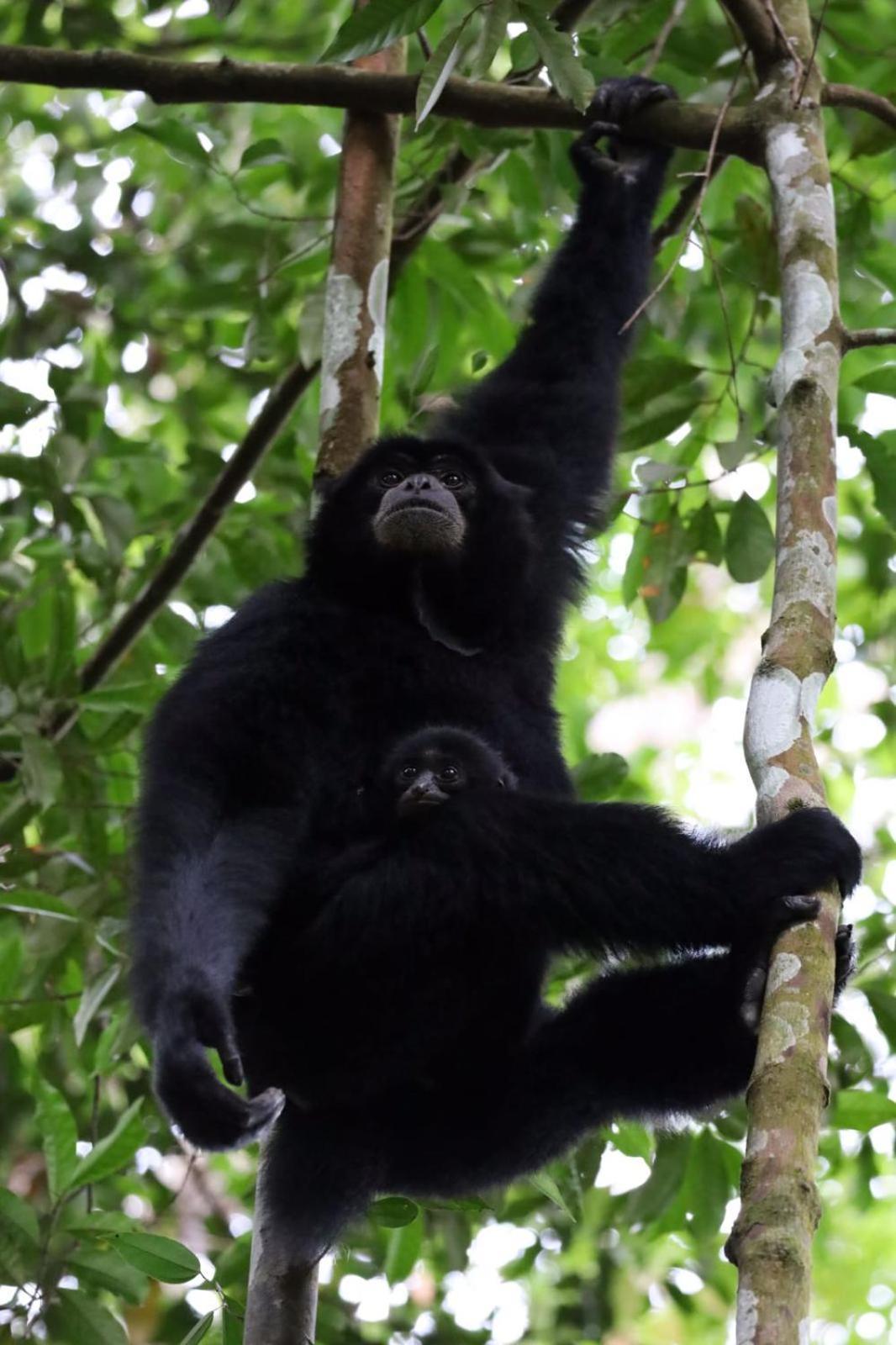 R5 Keramba Inn Bukit Lawang Buitenkant foto