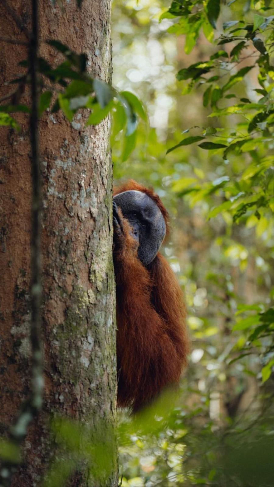 R5 Keramba Inn Bukit Lawang Buitenkant foto
