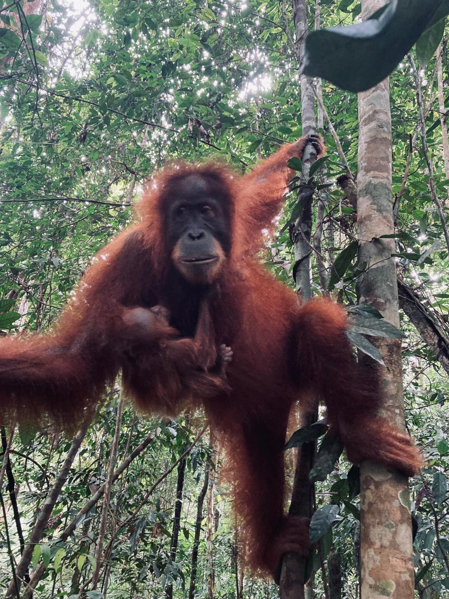 R5 Keramba Inn Bukit Lawang Buitenkant foto